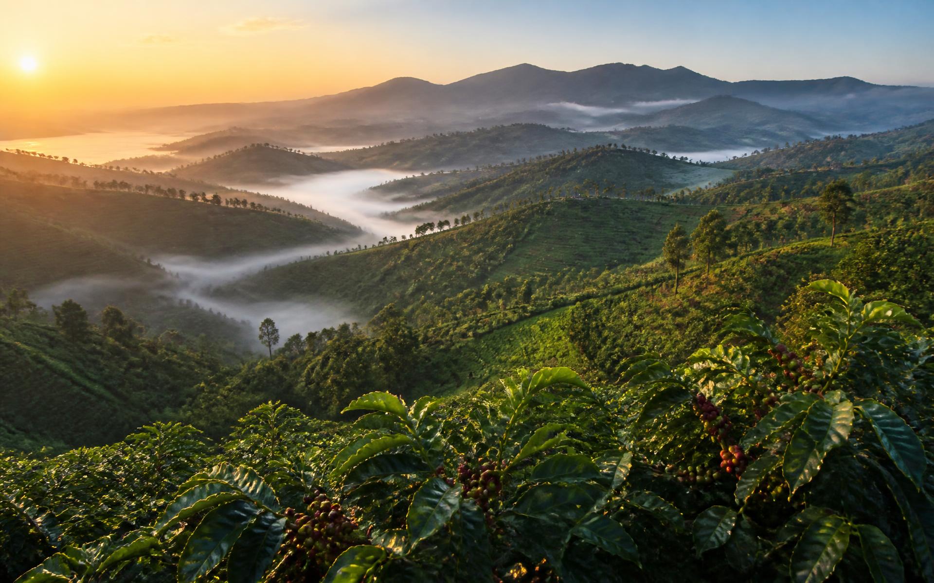 Coffee plantations on the terraced hills of Nyamasheke, Rwanda, at sunrise with mist in the valleys